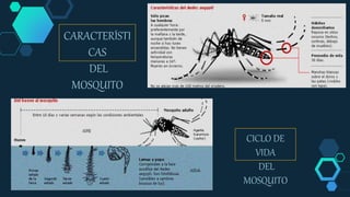 CARACTERÍSTI
CAS
DEL
MOSQUITO
CICLO DE
VIDA
DEL
MOSQUITO
 