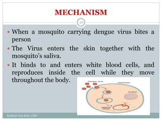 MECHANISM
Kuldeep Vyas M.Sc. CHN
10
 When a mosquito carrying dengue virus bites a
person
 The Virus enters the skin together with the
mosquito’s saliva.
 It binds to and enters white blood cells, and
reproduces inside the cell while they move
throughout the body.
 