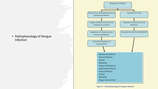 • Pathophysiology of Dengue
Infection
 
