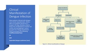 Clinical
Manifestation of
Dengue Infection
Many patients infected with dengue
virus remain asymptomatic. Others,
after an incubation period of 4-7
(range 3-14) days, develop a febrile
illness the manifestations of which are
similar and overlapping in nature
grouped into 'Dengue Syndromes'
which encompass the following:
Undifferentiated fever
DF
DHF
Expanded dengue syndrome (rare)
 