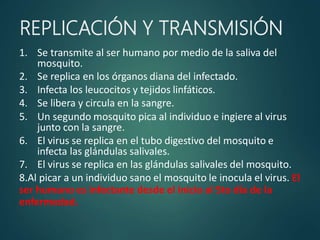 REPLICACIÓN Y TRANSMISIÓN
1. Se transmite al ser humano por medio de la saliva del
mosquito.
2. Se replica en los órganos diana del infectado.
3. Infecta los leucocitos y tejidos linfáticos.
4. Se libera y circula en la sangre.
5. Un segundo mosquito pica al individuo e ingiere al virus
junto con la sangre.
6. El virus se replica en el tubo digestivo del mosquito e
infecta las glándulas salivales.
7. El virus se replica en las glándulas salivales del mosquito.
8.Al picar a un individuo sano el mosquito le inocula el virus. El
ser humano es infectante desde el inicio al 5to día de la
enfermedad.
 