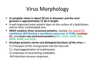 Virus Morphology
 A complete virion is about 50 nm in diameter and the viral
genome is approximately 11 kb in length.
 A well-organized outer protein layer on the surface of a lipid bilayer,
and an inner nucleocapsid core.
 DENV contains three structural proteins, namely, the capsid (C),
membrane (M) (having a membrane precursor or PrM), envelope
(E), and seven non-structural proteins (NS1, NS2A, NS2B, NS3,
NS4A, NS4B, and NS5) .
 Envelope proteins carries out biological functions of the virus----
1.)-Transport of the viral genome into the host cell.
2.)- Haemagglutination of erythrocytes
3.)-Induction of neutralizing antibodies
4)-Protective immune responses.
 