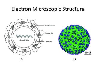 Electron Microscopic Structure
 