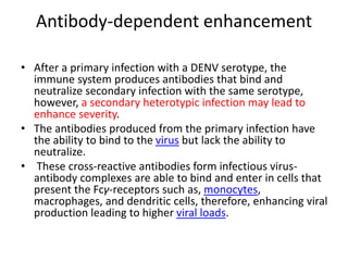 Antibody-dependent enhancement
• After a primary infection with a DENV serotype, the
immune system produces antibodies that bind and
neutralize secondary infection with the same serotype,
however, a secondary heterotypic infection may lead to
enhance severity.
• The antibodies produced from the primary infection have
the ability to bind to the virus but lack the ability to
neutralize.
• These cross-reactive antibodies form infectious virus-
antibody complexes are able to bind and enter in cells that
present the Fcγ-receptors such as, monocytes,
macrophages, and dendritic cells, therefore, enhancing viral
production leading to higher viral loads.
 