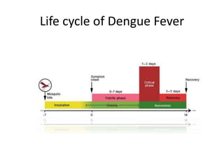 Life cycle of Dengue Fever
 