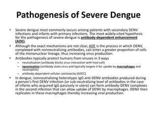Pathogenesis of Severe Dengue
• Severe dengue most commonly occurs among patients with secondary DENV
infections and infants with primary infections. The most widely-cited hypothesis
for the pathogenesis of severe dengue is antibody-dependent enhancement
(ADE).
• Although the exact mechanisms are not clear, ADE is the process in which DENV,
complexed with nonneutralizing antibodies, can enter a greater proportion of cells
of the mononuclear lineage, thus increasing virus production.
• Antibodies typically protect humans from viruses in 3 ways
– neutralization (antibody blocks virus interaction with host cell)
– opsonization (antibody coats virus and typically targets it for uptake by macrophages and
neutrophils)
– antibody-dependent cellular cytotoxicity (ADCC)
• In dengue, nonneutralizing heterotypic IgG anti-DENV antibodies produced during
a person's first DENV infection (or sub-neutralizing level of antibodies in the case
of infants who acquired IgG passively in utero) can form antibody-DENV complexes
in the second infection that can allow uptake of DENV by macrophages. DENV then
replicates in these macrophages thereby increasing viral production.
 