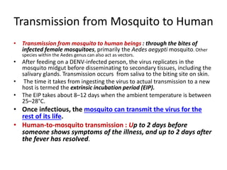 Transmission from Mosquito to Human
• Transmission from mosquito to human beings : through the bites of
infected female mosquitoes, primarily the Aedes aegypti mosquito. Other
species within the Aedes genus can also act as vectors.
• After feeding on a DENV-infected person, the virus replicates in the
mosquito midgut before disseminating to secondary tissues, including the
salivary glands. Transmission occurs from saliva to the biting site on skin.
• The time it takes from ingesting the virus to actual transmission to a new
host is termed the extrinsic incubation period (EIP).
• The EIP takes about 8–12 days when the ambient temperature is between
25–28°C.
• Once infectious, the mosquito can transmit the virus for the
rest of its life.
• Human-to-mosquito transmission : Up to 2 days before
someone shows symptoms of the illness, and up to 2 days after
the fever has resolved.
 