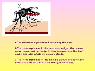 5.The mosquito ingests blood containing the virus.
6.The virus replicates in the mosquito midgut, the ovaries,
nerve tissue and fat body. It then escapes into the body
cavity, and later infects the salivary glands.
7.The virus replicates in the salivary glands and when the
mosquito bites another human, the cycle continues.
 