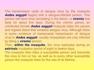 The transmission cycle of dengue virus by the mosquito
Aedes aegypti begins with a dengue-infected person. This
person will have virus circulating in the blood—a viremia that
lasts for about five days. During the viremic period, an
uninfected female Aedes aegypti mosquito bites the person
and ingests blood that contains dengue virus. Although there
is some evidence of transovarial transmission of dengue
virus in Aedes aegypti, usually mosquitoes are only infected
by biting a viremic person.
Then, within the mosquito, the virus replicates during an
extrinsic incubation period of eight to twelve days.
The mosquito then bites a susceptible person and transmits
the virus to him or her, as well as to every other susceptible
person the mosquito bites for the rest of its lifetime.
 