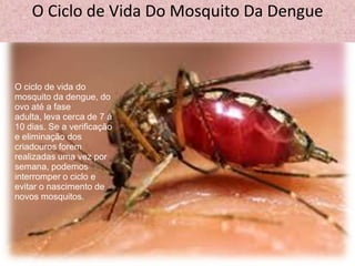 O Ciclo de Vida Do Mosquito Da Dengue
O ciclo de vida do
mosquito da dengue, do
ovo até a fase
adulta, leva cerca de 7 á
10 dias. Se a verificação
e eliminação dos
criadouros forem
realizadas uma vez por
semana, podemos
interromper o ciclo e
evitar o nascimento de
novos mosquitos.
 