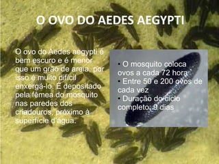 O OVO DO AEDES AEGYPTI
O ovo do Aedes aegypti é
bem escuro e é menor
que um grão de areia, por
isso é muito difícil
enxergá-lo. É depositado
pela fêmea do mosquito
nas paredes dos
criadouros, próximo à
superfície d’água.
• O mosquito coloca
ovos a cada 72 hora
• Entre 50 e 200 ovos de
cada vez
• Duração do ciclo
completo: 9 dias
 