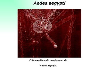 Aedes aegypti Foto ampliada de un ejemplar de  Aedes aegypti . 