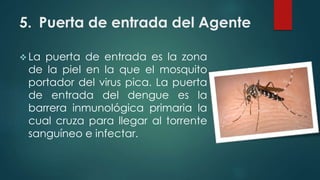 5. Puerta de entrada del Agente
 La puerta de entrada es la zona
de la piel en la que el mosquito
portador del virus pica. La puerta
de entrada del dengue es la
barrera inmunológica primaria la
cual cruza para llegar al torrente
sanguíneo e infectar.
 