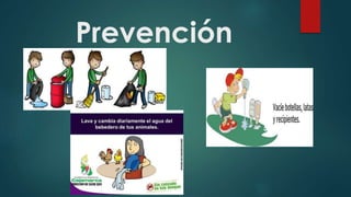 Prevención
 