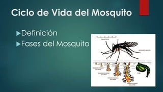 Ciclo de Vida del Mosquito
Definición
Fases del Mosquito
 