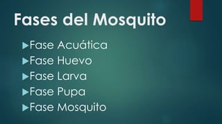 Fases del Mosquito
Fase Acuática
Fase Huevo
Fase Larva
Fase Pupa
Fase Mosquito
 