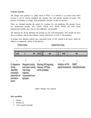 Genome structure
The dengue virus genome is a single strand of RNA. It is referred to as positive-sense RNA
because it can be directly translated into proteins. The viral genome encodes ten genes. The
genome is translated as a single, long polypeptide and then cut into ten proteins.
Three are structural proteins: the capsid (C), envelope (E), and membrane (M) proteins. Seven
are nonstructural proteins: NS1, NS2A, NS2B, NS3, NS4A, NS4B, and NS5. These
nonstructural proteins play roles in viral replication and assembly.
The functions for all the individual NS-proteins are not well characterized. NS1 protein has been
shown to interact with the host immune system, and known to evoke T cell responses.
In dengue virus infection, patients have measurable levels of NS1 protein in the blood, which are
utilized as a diagnostic marker of the infection.
Figure: Dengue virus genome
Host specificity
 Human
 Monkey &
 Aedes aegypti mosquito
 