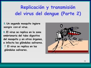 Replicación y transmisión del virus del dengue (Parte 2) 5.   Un segundo mosquito ingiere sangre   con  el virus. 6.   El virus se replica en la zona embrionaria del tubo digestivo del mosquito y en otros órganos, e infecta las glándulas salivares. 7 .   El virus se replica en las  glándulas salivares. 
