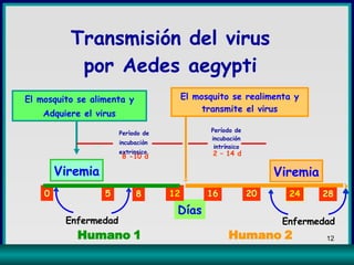 Transmisión del virus  por Aedes aegypti   Viremia Viremia Días 0 5 8 12 16 20 24 28 Humano 1 Humano 2 Período de incubación intrínsico 2 – 14 d 8 -10 d Perìodo de incubaciòn  extrinsico El mosquito se alimenta y Adquiere el virus El mosquito se realimenta y transmite el virus Enfermedad Enfermedad 