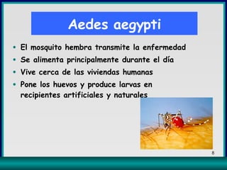Aedes aegypti El mosquito hembra transmite la enfermedad Se alimenta principalmente durante el día Vive cerca de las viviendas humanas Pone los huevos y produce larvas en recipientes artificiales y naturales 