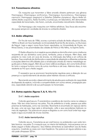 FUNASA - abril/2001 - pag. 18
2.2. Transmissores silvestres
Os mosquitos que transmitem a febre amarela silvestre pertencem aos gêneros
Haemagogus (Haemagogus janthinomys, Haemagogus leucocelaenus, Haemagogus
capricornii, Haemagogus spegazzinii) e Sabethes (Sabethes cloropterus). Alguns Aedes sil-
vestres (Aedes scapularis, Aedes fluviatilis, e outros) que, em laboratório, têm demonstrado
capacidade de transmissão, não foram, contudo, encontrados naturalmente infectados.
Os Haemagogus são mosquitos com hábitos selváticos. Seus focos são encontra-
dos quase sempre em cavidades de árvores no ambiente silvestre.
2.3. Aedes albopictus
Em fins de maio de 1986, ocorreu o primeiro achado de Aedes albopictus (Skuse,
1894) no Brasil, em foco localizado na Universidade Rural do Rio de Janeiro, no Município
de Itaguaí. Logo a seguir novos focos foram reportados,,,,, na Universidade de Viçosa, em
Minas Gerais, e nas proximidades das cidades de Vitória e Vila Velha, no Espírito Santo.
O Aedes albopictus é um espécie que se adapta ao domicílio e tem como criadouros
recipientes de uso doméstico como jarros, tambores, pneus e tanques. Além disso, está
presente no meio rural, em ocos de árvores, na imbricação das folhas e em orifícios de
bambus. Essa amplitude de distribuição e capacidade de adaptação a diferentes ambientes
e situações determina dificuldades para a erradicação através da mesma metodologia se-
guida para o Aedes aegypti..... Além de sua maior valência ecológica, tem como fonte alimen-
tar tanto o sangue humano como de outros mamíferos e até aves. Ademais disso, é mais
resistente ao frio que o Aedes aegypti.....
É necessário que se promovam levantamentos regulares para a detecção de sua
presença e o aprofundamento de estudos sobre hábitats naturais e artificiais.
Recomenda-se ainda o desenvolvimento de estudos para avaliação da capacidade
de dispersão da espécie, incluindo a competitividade com outros vetores, propagação pas-
siva, capacidade vetorial e de sua participação na transmissão.
2.4. Outras espécies (figuras 7, 8, 9, 10 e 11)
2.4.1. Aedes scapularis
Colorido geral escuro. É característica a existência de mancha creme na cabeça e
dorso. Não tem anéis brancos nas patas. Pica de preferência à tarde, pessoas que estão
próximas às habitações, como nas varandas. Raramente é encontrado em repouso dentro
de casa, uma vez que, logo após a alimentação, volta a seus esconderijos habituais no
meio da vegetação. Faz posturas em poças e alagados ou em outro local onde haja vege-
tação e água acumulada de chuvas recentes.
2.4.2. Aedes taeniorhynchus
Colorido escuro. Caracteriza-se por anel branco na probóscida e por anéis tam-
bém brancos nas patas. É o mosquito que, no interior da habitação, mais se parece com os
Aedes aegypti e Aedes albopictus. Seus hábitos alimentares se assemelham aos do Aedes
scapularis, invadindo as casas com mais freqüência. Faz postura em águas salobras e seu
vôo pode ultrapassar 50 km.
 