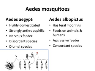 Aedes mosquitoes
Aedes aegypti
• Highly domesticated
• Strongly anthropophilic
• Nervous feeder
• Discordant species
• Diurnal species
Aedes albopictus
• Has feral moorings
• Feeds on animals &
humans
• Aggressive feeder
• Concordant species
 