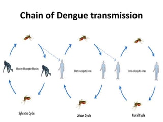 Chain of Dengue transmission
 