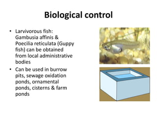 Biological control
• Larvivorous fish:
Gambusia affinis &
Poecilia reticulata (Guppy
fish) can be obtained
from local administrative
bodies
• Can be used in burrow
pits, sewage oxidation
ponds, ornamental
ponds, cisterns & farm
ponds
 