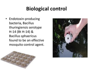 Biological control
• Endotoxin-producing
bacteria, Bacillus
thuringiensis serotype
H-14 (Bt H-14) &
Bacillus sphaericus
found to be an effective
mosquito control agent.
 