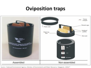 Oviposition traps
 