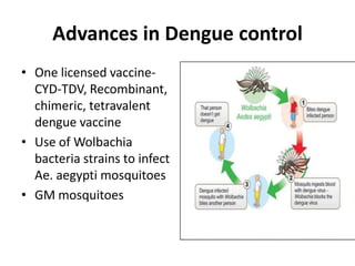 Advances in Dengue control
• One licensed vaccine-
CYD-TDV, Recombinant,
chimeric, tetravalent
dengue vaccine
• Use of Wolbachia
bacteria strains to infect
Ae. aegypti mosquitoes
• GM mosquitoes
 