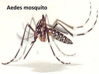 Aedes mosquito
 