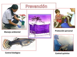  Fase virémica (febril)Aspectos sociales y culturales de la transmisión