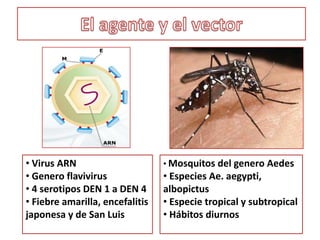 1981 Primera epidemia  DH, Cuba
