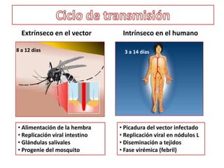 1989 Segunda epidemia  DH Venezuela