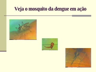 Veja o mosquito da dengue em ação 