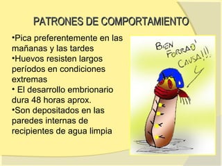 PATRONES DE COMPORTAMIENTO
•Pica preferentemente en las
mañanas y las tardes
•Huevos resisten largos
períodos en condiciones
extremas
• El desarrollo embrionario
dura 48 horas aprox.
•Son depositados en las
paredes internas de
recipientes de agua limpia
 