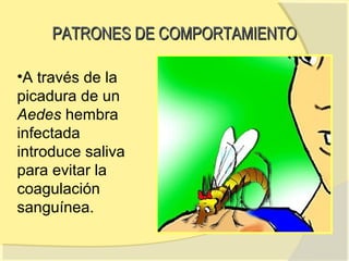 PATRONES DE COMPORTAMIENTO

•A través de la
picadura de un
Aedes hembra
infectada
introduce saliva
para evitar la
coagulación
sanguínea.
 