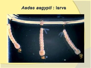 Aedes aegypti : larva
 