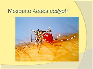 Mosquito Aedes aegypti
 