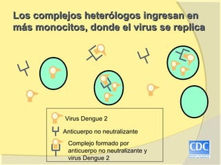 Los complejos heterólogos ingresan en
más monocitos, donde el virus se replica




                            2




                                                             2
                                                     2
        2                                                2
                                2
                                        2
                                                 2
   2                                2



        2       Virus Dengue 2

                Anticuerpo no neutralizante
            2    Complejo formado por
                 anticuerpo no neutralizante y
                 virus Dengue 2
 
