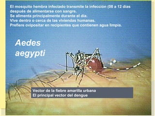 El mosquito hembra infectado transmite la infección (08 a 12 días
después de alimentarse con sangre.
Se alimenta principalmente durante el día.
Vive dentro o cerca de las viviendas humanas.
Prefiere ovipositar en recipientes que contienen agua limpia.



  Aedes
  aegypti



            Vector de la fiebre amarilla urbana
            El principal vector del dengue
 