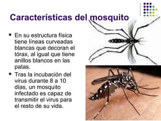 Características del mosquito
 En su estructura física
tiene líneas curveadas
blancas que decoran el
tórax, al igual que tiene
anillos blancos en las
patas.
 Tras la incubación del
virus durante 8 a 10
días, un mosquito
infectado es capaz de
transmitir el virus para
el resto de su vida.
 