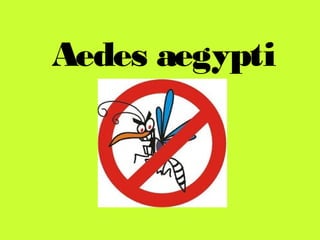 Aedes aegypti
 