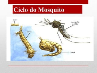 Ciclo do Mosquito
 