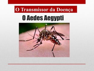 O Aedes Aegypti
O Transmissor da Doença
 
