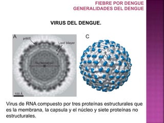 Virus de RNA compuesto por tres proteínas estructurales que
es la membrana, la capsula y el núcleo y siete proteínas no
estructurales.
VIRUS DEL DENGUE.
FIEBRE POR DENGUE
GENERALIDADES DEL DENGUE
 