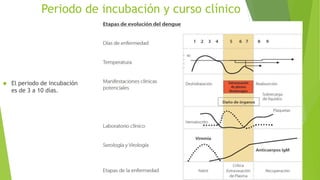 Periodo de incubación y curso clínico 
 El periodo de incubación 
es de 3 a 10 días. 
 