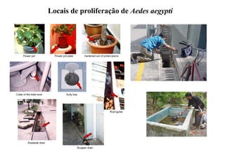 Locais de proliferação de Aedes aegypti
 