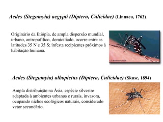 Vetores do dengue
Aedes (Stegomyia) aegypti (Diptera, Culicidae) (Linnaeu, 1762)
Originário da Etiópia, de ampla dispersão mundial,
urbano, antropofílico, domiciliado, ocorre entre as
latitudes 35 N e 35 S; infesta recipientes próximos à
habitação humana.
Aedes (Stegomyia) albopictus (Diptera, Culicidae) (Skuse, 1894)
Ampla distribuição na Ásia, espécie silvestre
adaptada à ambientes urbanos e rurais, invasora,
ocupando nichos ecológicos naturais, considerado
vetor secundário.
 